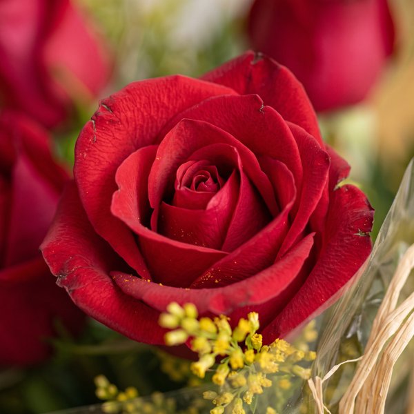 Buquê de 12 Rosas Vermelhas