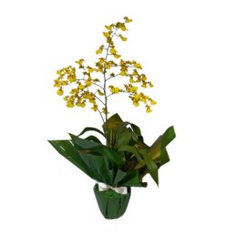 Imagem de Orquídea Chuva de Ouro