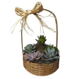 Imagem de Cesta Suculentas