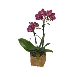 Imagem de Mini Orquídea Phaleanopsis Rosa na Cesta