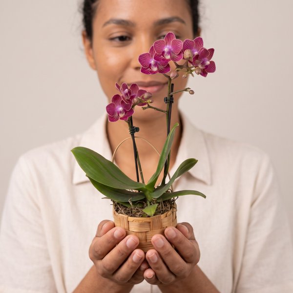 Mini Orquídea Phaleanopsis Rosa na Cesta