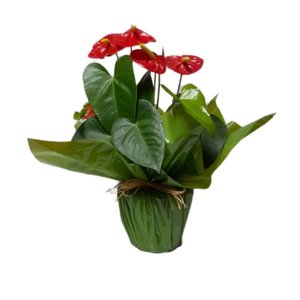 Imagem de Antúrio Vermelho 