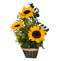 Imagem de Arranjo de 3 Girassóis no Cachepot 