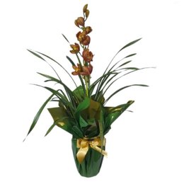 Imagem de Orquídea Cymbidium Colorida