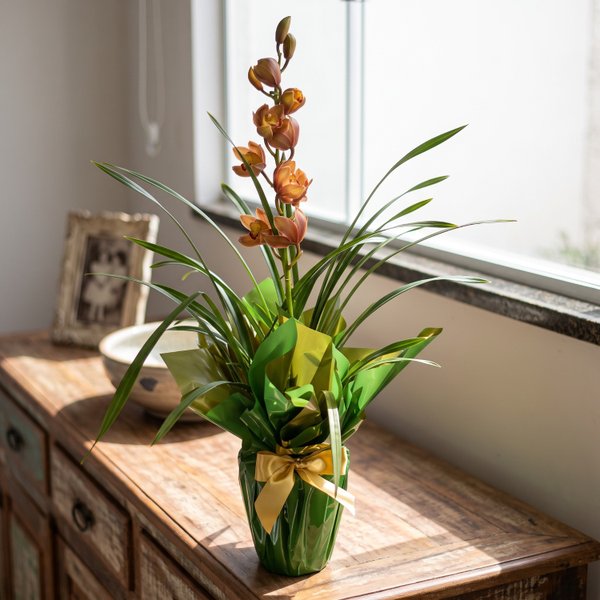 Orquídea Cymbidium Colorida
