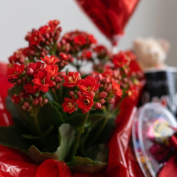Cesta Kalanchoe Carinhoso