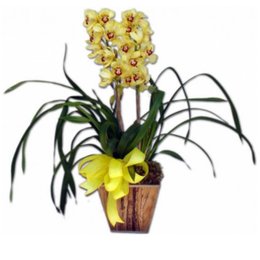 Imagem de Orquídea Cymbidium