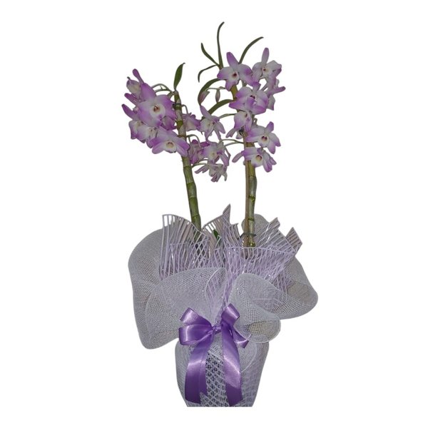Orquídea Dendro