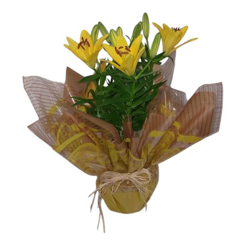 Vaso de Lírio Amarelo