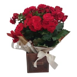 Imagem de  Begônia Vermelha Plantada