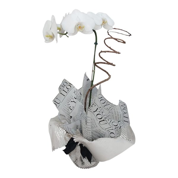 Orquídea Phalaenopsis simples