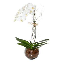 Imagem de Orquídea Branca em vaso de vidro