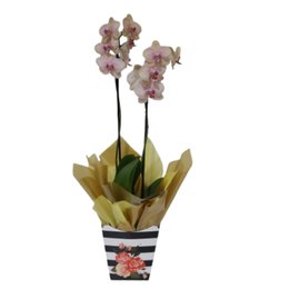 Imagem de Orquídea Amarela Rajada 