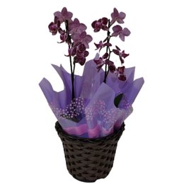 Imagem de Mini Orquídea Rosa 