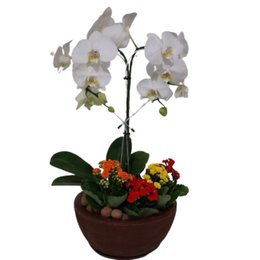 Imagem de Orquídea Phalaenopsis com Calandivas