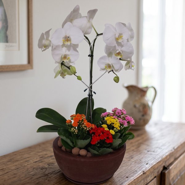 Orquídea Phalaenopsis com Calandivas