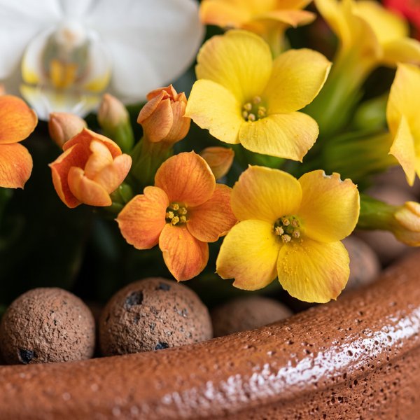 Orquídea Phalaenopsis com Calandivas