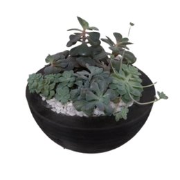 Imagem de Suculentas 