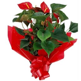 Imagem de Antúrio Vermelho no Cachepot 