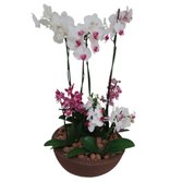 Encanto de Orquídeas e Mini Orquídeas
