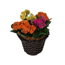 Imagem de Mini Calandivas Coloridas 