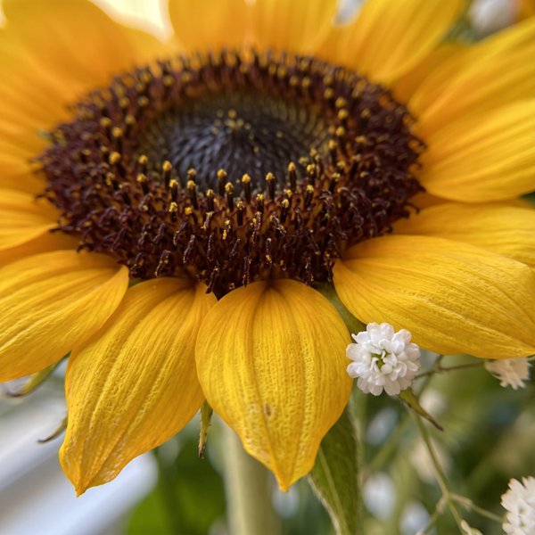 Bouquet de Girassol 