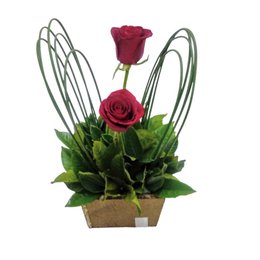 Imagem de Arranjo Duas Rosas Especiais