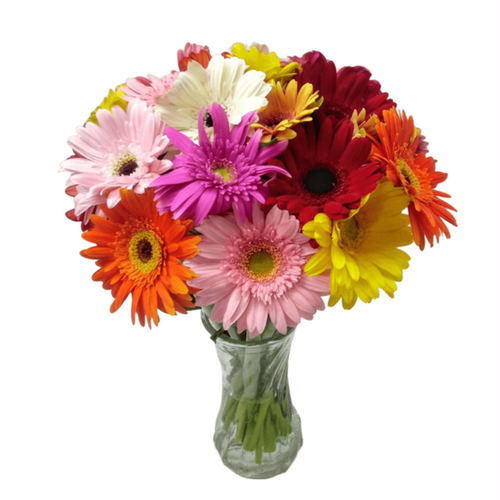 Lindo Vaso com 24 Gérberas Coloridas