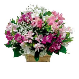 Imagem de Arranjo Com Astromélias Coloridas