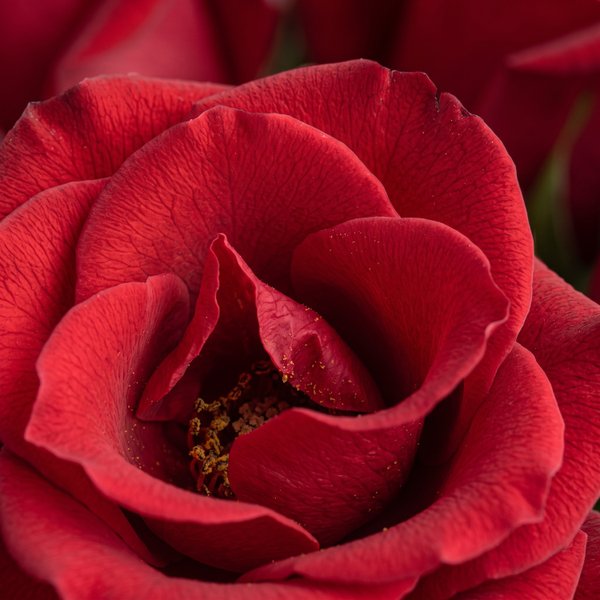 20 Rosas Vermelhas no Vaso