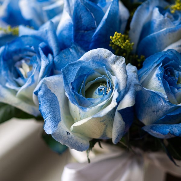 20 Rosas Tingidas de Azul  no Vaso