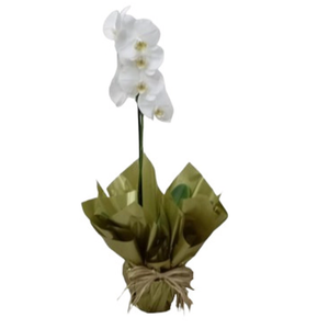 Imagem de Orquídea Phalen Branca
