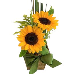 Imagem de Brilho de Sol 