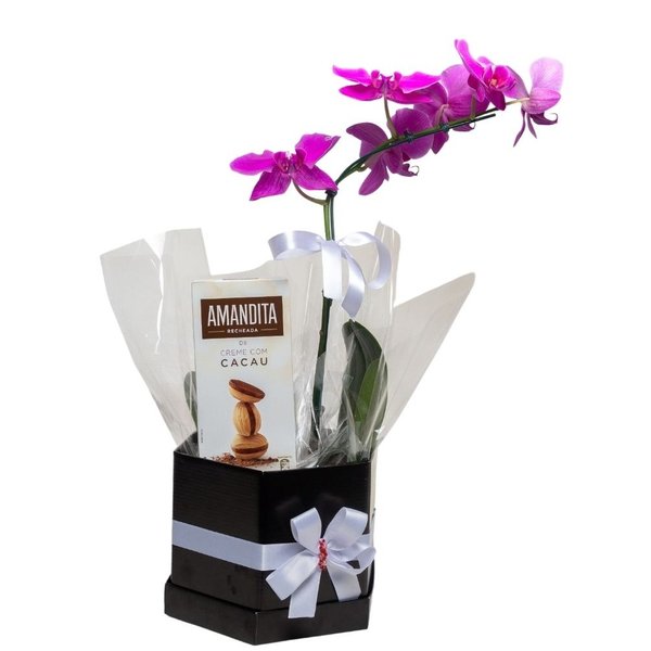 Belissíma Orquídea Phalaenopsis e Amandita 