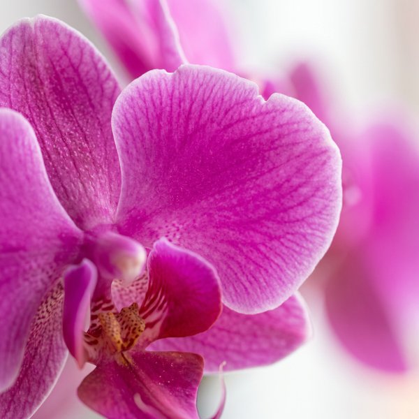 Orquídea Phalaenopsis E Perfumados Sabonetes 