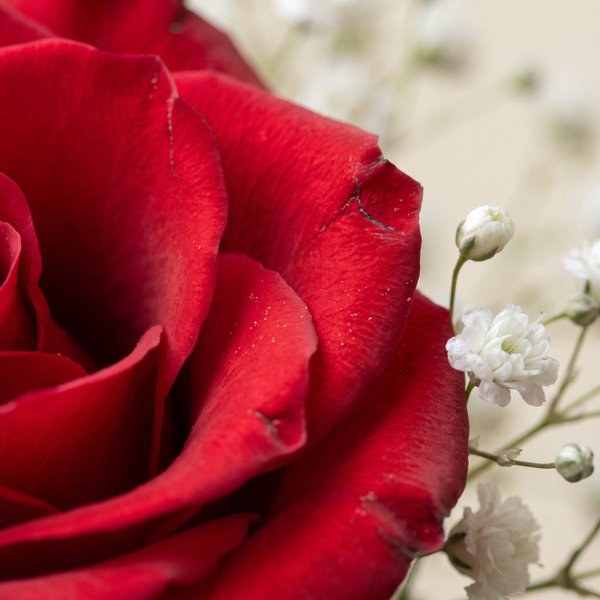 Beleza de Rosas Vermelhas