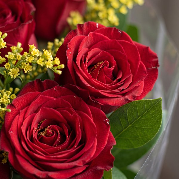 Amor de Rosas