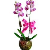 Orquidea 2 Hastes