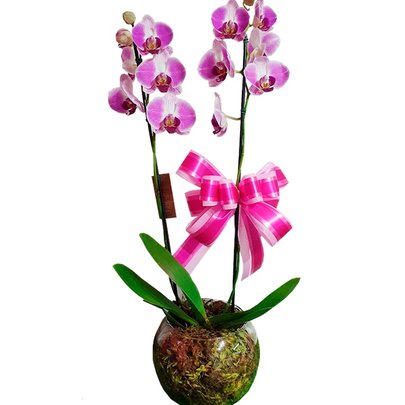 Orquidea 2 Hastes