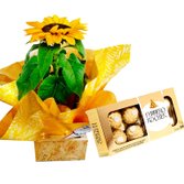 Girassol Ferrero Rocher
