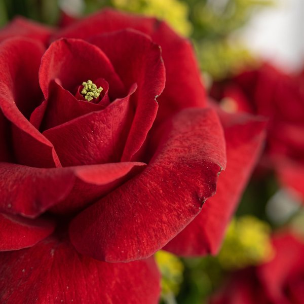 Arranjo Três Rosas 