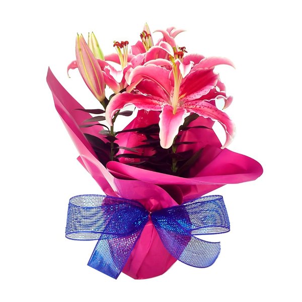 Lírio Rosa 