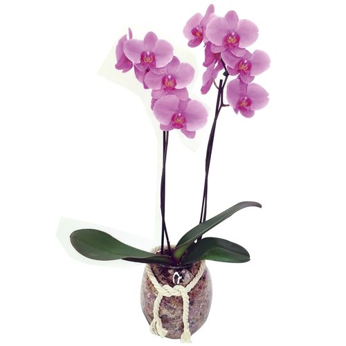 Orquídea Phalaenopsis Rosa