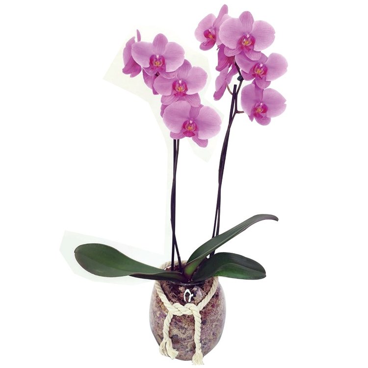 Orquídea Phalaenopsis Rosa | Giuliana Flores