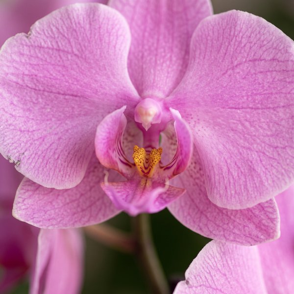Orquídea Phalaenopsis Rosa