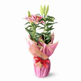 Imagem de Lírio Rosa Plantado