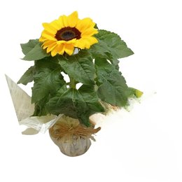 Imagem de Girassol Vaso Plantado
