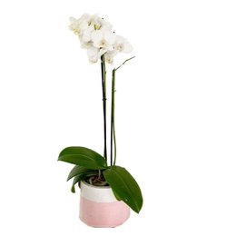 Imagem de Orquídea Branca em Vaso Artesanal 
