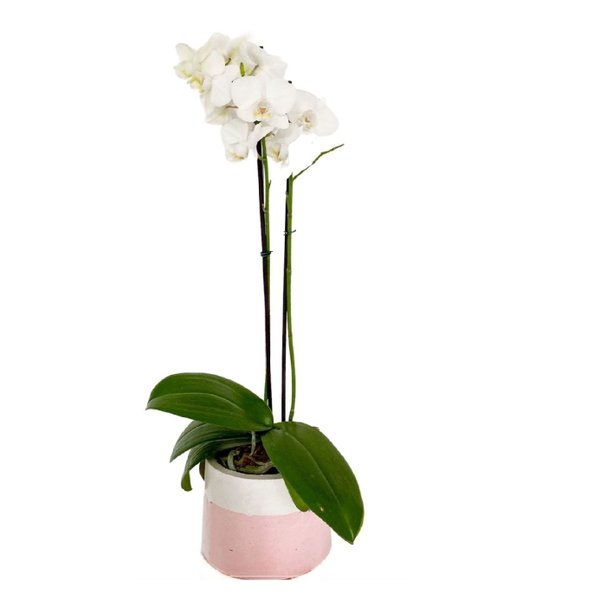 Orquídea Branca em Vaso Artesanal 