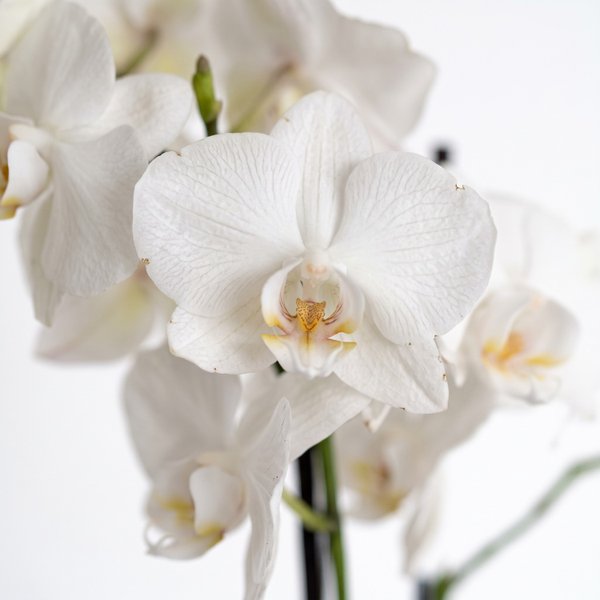 Orquídea Branca em Vaso Artesanal 